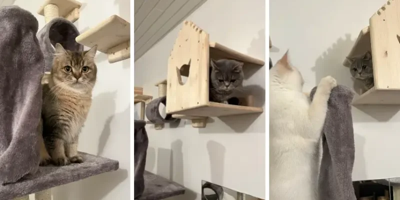 Отель для кошек и питомник Chatterie de la Reine