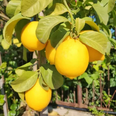 JardinièrPro Côte d’Azur. Комплексные услуги садовников.